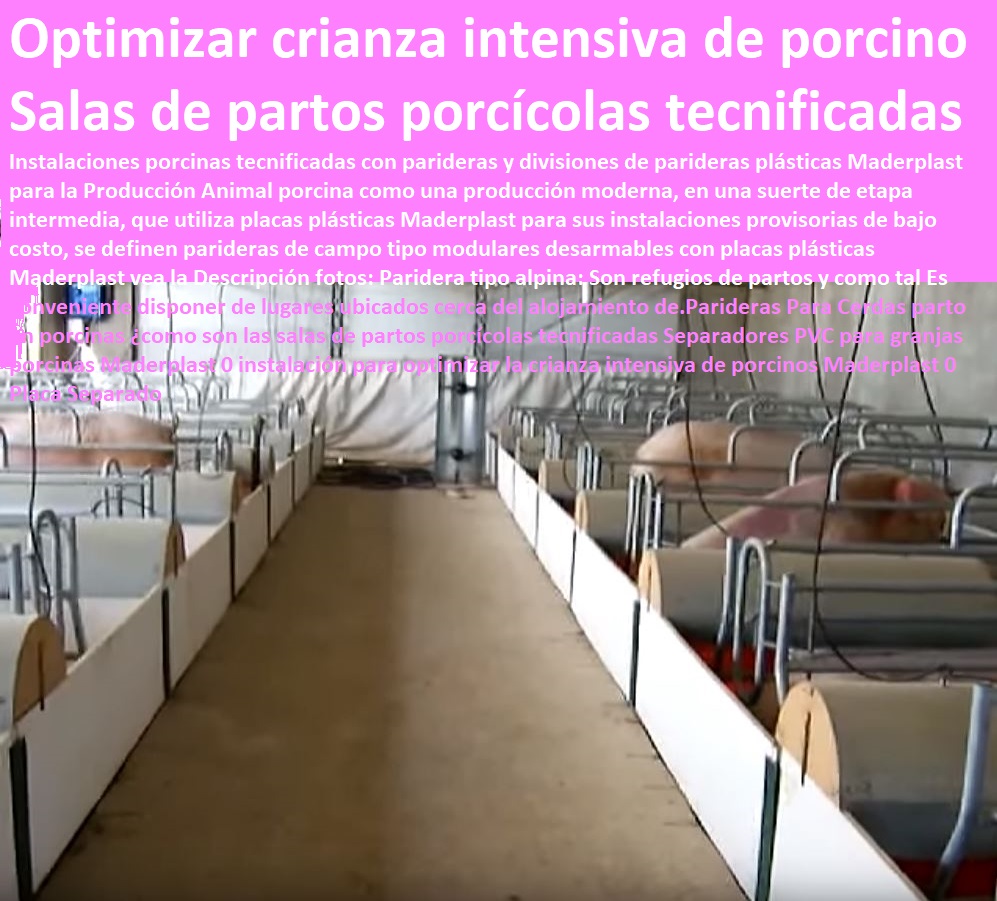 Parideras Para Cerdas parto en porcinas ¿como son las salas de partos porcícolas tecnificadas Separadores PVC para granjas porcinas Maderplast 0 instalaciones para cría de cerdos pdf, instalaciones y equipos para porcinos, instalaciones para cerdos, planos orientativos para instalaciones porcinas, corrales para cerdos tecnificados, instalación para optimizar la crianza intensiva de porcinos Maderplast 0 Placa Separado Parideras Para Cerdas parto en porcinas ¿como son las salas de partos porcícolas tecnificadas Separadores PVC para granjas porcinas Maderplast 0 instalación para optimizar la crianza intensiva de porcinos Maderplast 0 Placa Separado